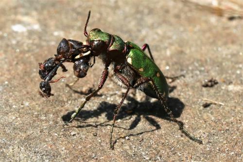 Réf. 223 465 : Cicindela campestris